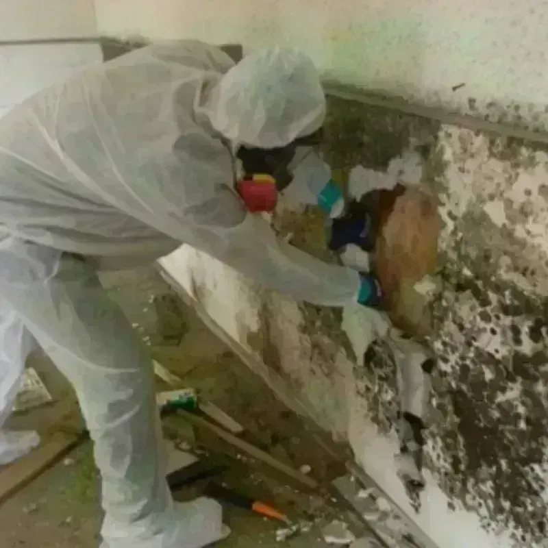 Mold Remediation and Removal in Felida, WA